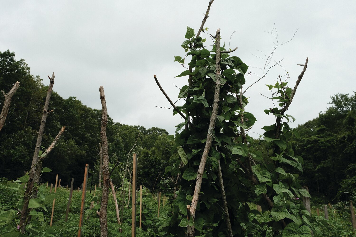 HIGH STAKES: Bean stalks are propped up with stakes and cut branches. Beans and low-plants like squash are often planted together at the farm, and have a symbiotic relationship.
